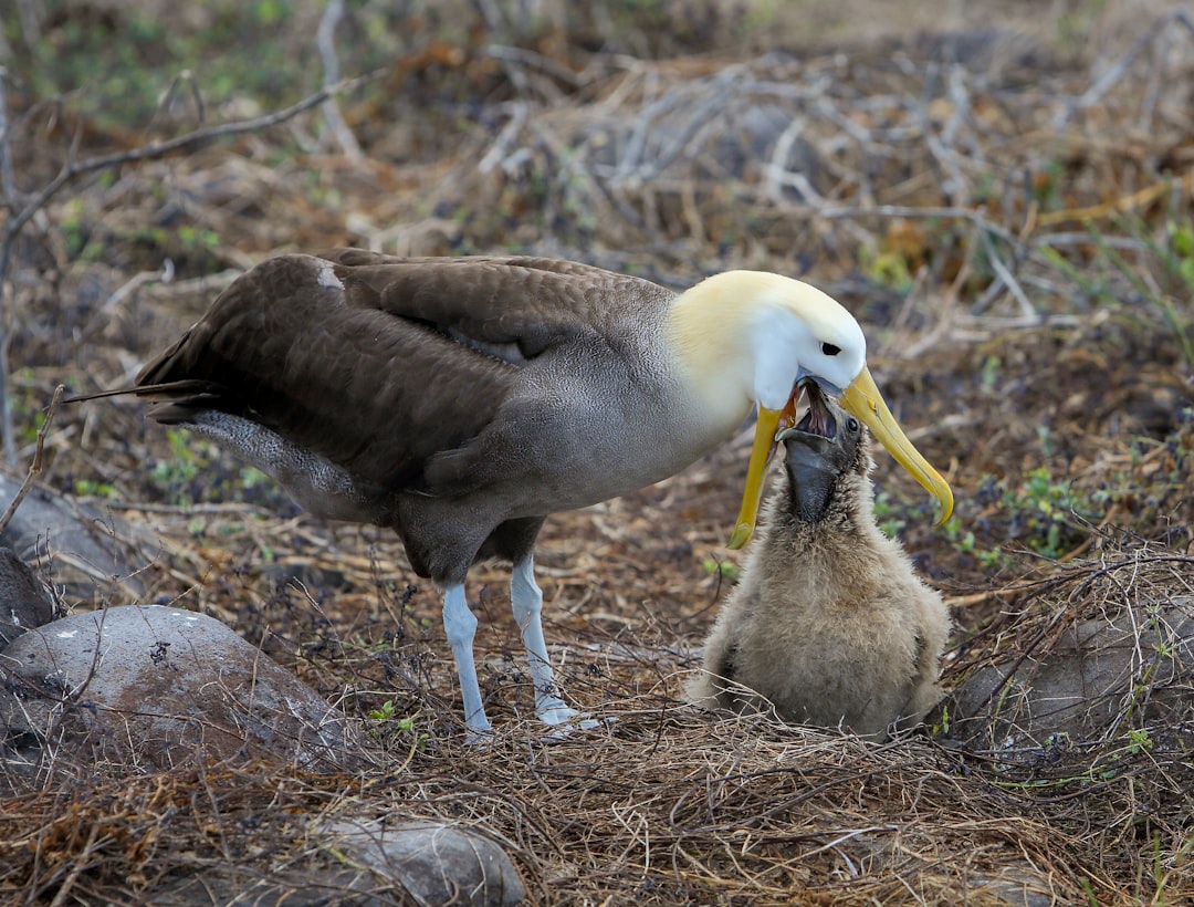 Photo baby, nest