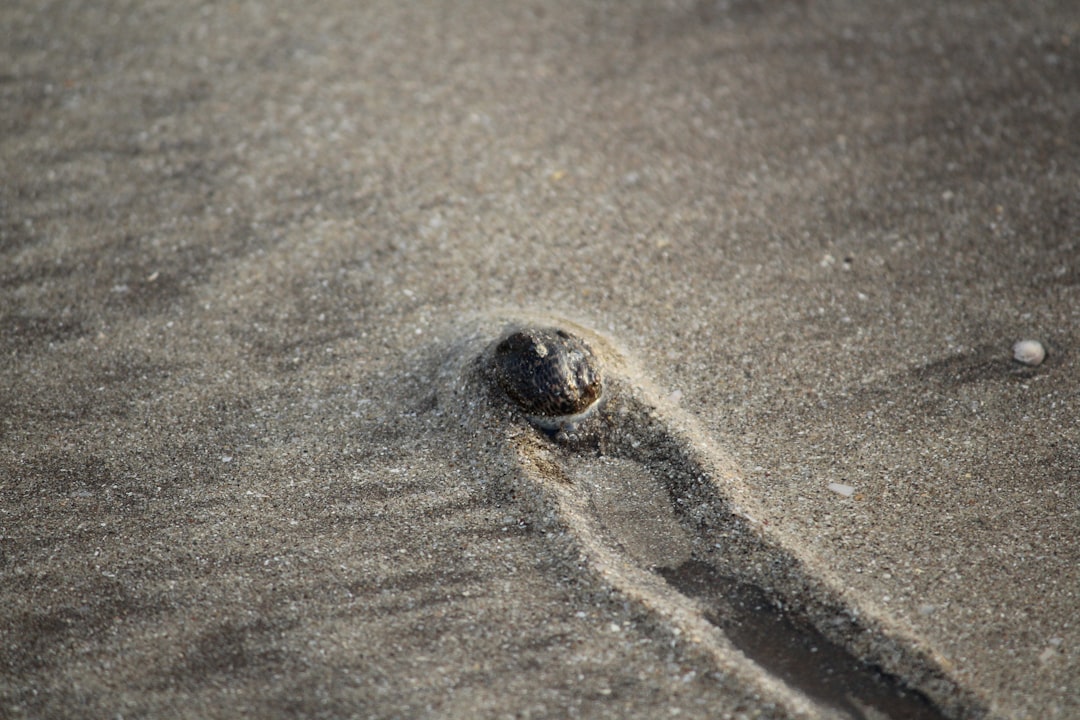 Photo Giant snail